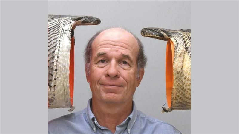 UC Professor Bruce Jayne poses with a Burmese python specimen with a 22-centimeter gape, right, compared to an even larger specimen with a 26-centimeter gape