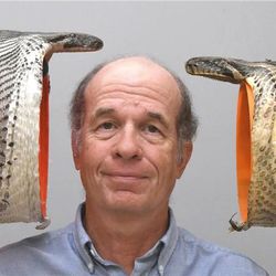 UC Professor Bruce Jayne poses with a Burmese python specimen with a 22-centimeter gape, right, compared to an even larger specimen with a 26-centimeter gape