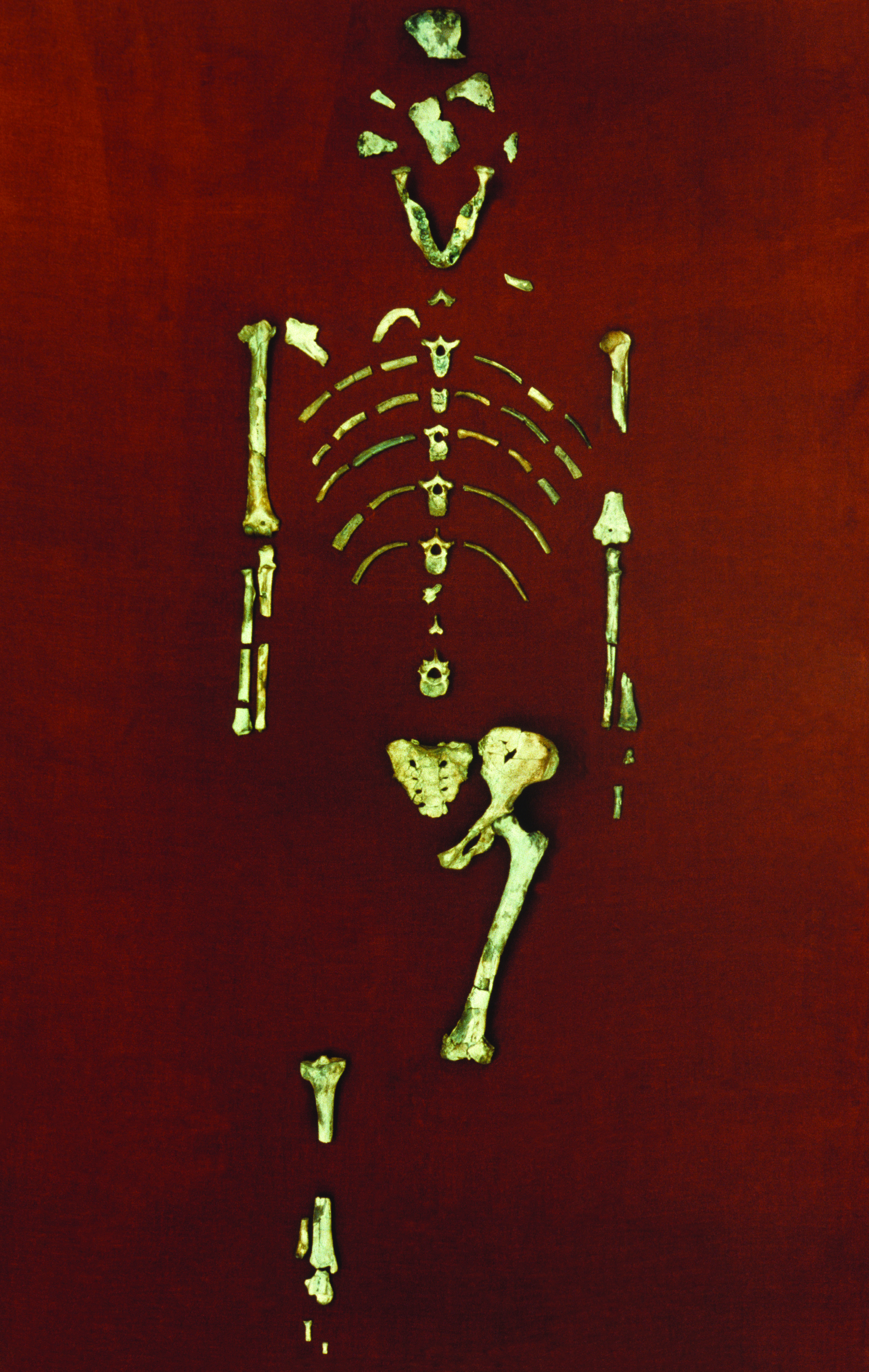 The photo shows the assembled pieces of Lucy's skeleton arranged on a red cloth. There is sufficient numbers to make out most of her form, though the skull is made of fragments and her lower arms, ribs and much of her legs are still missing.