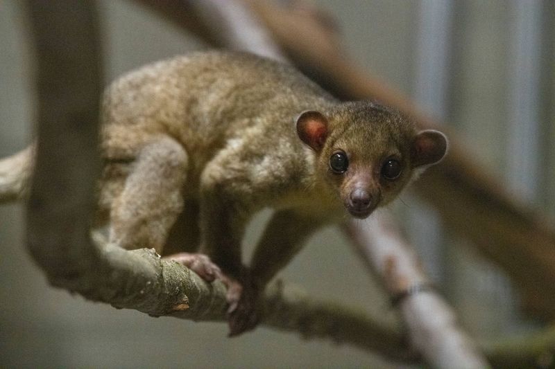 A kinkajou sitting on a branch, looking at the camera