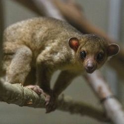 A kinkajou sitting on a branch, looking at the camera