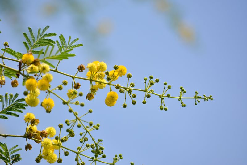 close up of Vachellia nilotica or gum arabic flowers