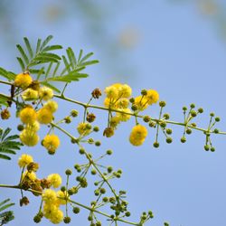 close up of Vachellia nilotica or gum arabic flowers