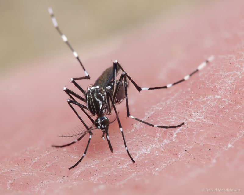 Aedes aegypti mosquito on skin