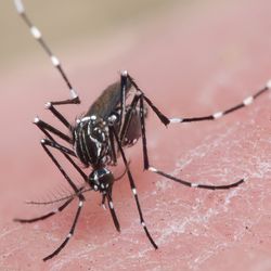 Aedes aegypti mosquito on skin