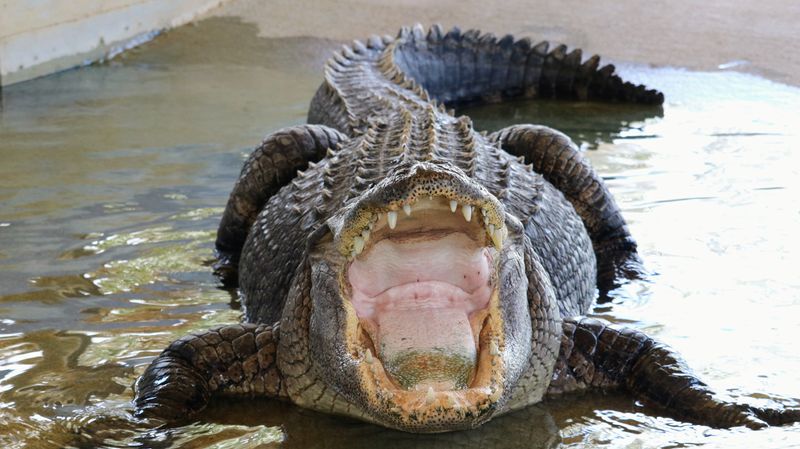 alligator with its mouth open