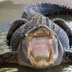 alligator with its mouth open