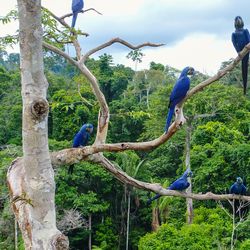 Aerial photo taken with a drone of a group of hyacinth macaw (Anodorhynchus hyacinthinus) in the canopy of a tree in an area of Brazilian Amazon forest.   