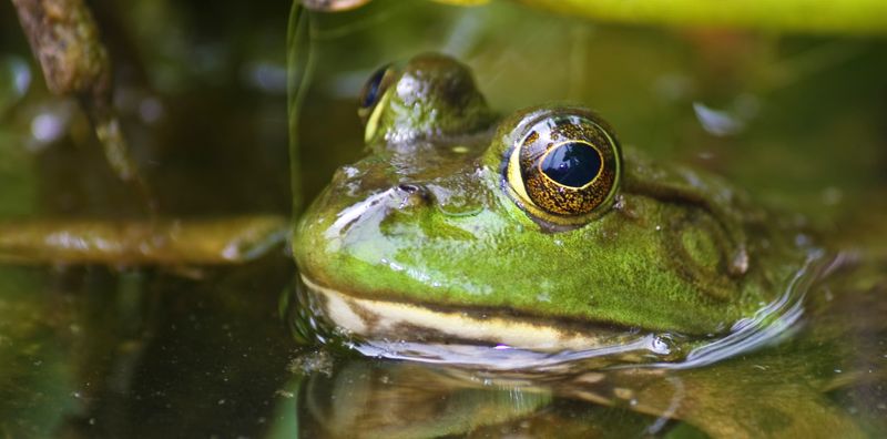 close up of american bullfrog with its head out of the water