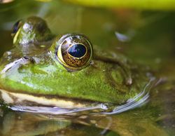 close up of american bullfrog with its head out of the water