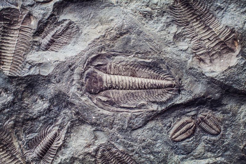 A photo of several trilobite fossils within the same piece of rock. The camera has framed one at the centre of the image, which is surrounded by another specimen to its top right, two much smaller ones to its bottom right, a portion of one at the bottom of the image, two to the bottom left, and another two partial examples to the top left. The central example clearly shows off the coffee-bean shape of the extinct animal with the many lines showing its segmented form. 