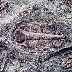 A photo of several trilobite fossils within the same piece of rock. The camera has framed one at the centre of the image, which is surrounded by another specimen to its top right, two much smaller ones to its bottom right, a portion of one at the bottom of the image, two to the bottom left, and another two partial examples to the top left. The central example clearly shows off the coffee-bean shape of the extinct animal with the many lines showing its segmented form. 