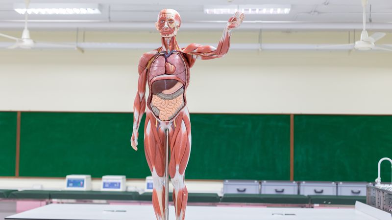 anatomical model of a human, in a classroom