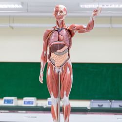 anatomical model of a human, in a classroom