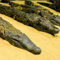 Ancient Egyptian mummified crocodiles