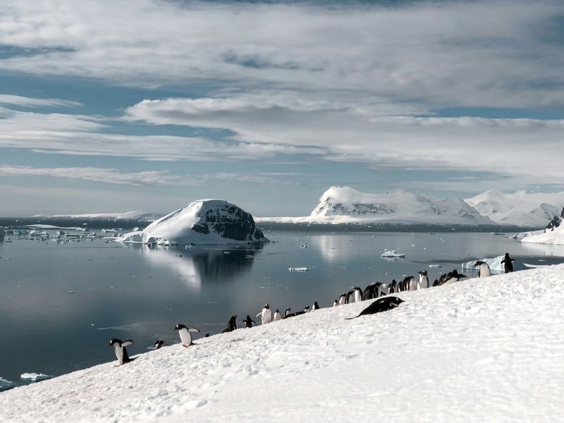 An iphone photograph of penguins in Antarctic