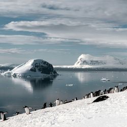 An iphone photograph of penguins in Antarctic