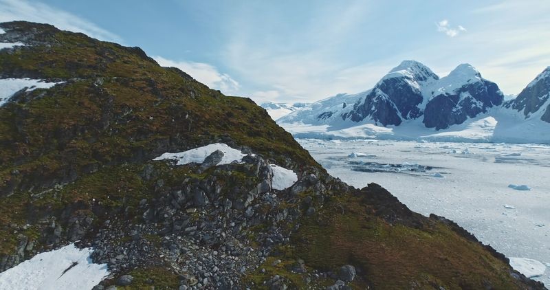 Moss on rocks in Antarctica.