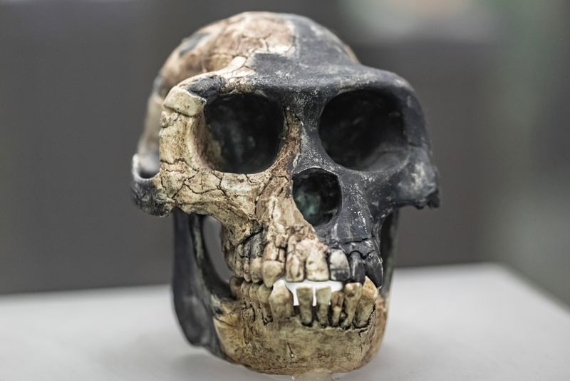 Ardipithecus ramidus