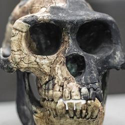 Ardipithecus ramidus