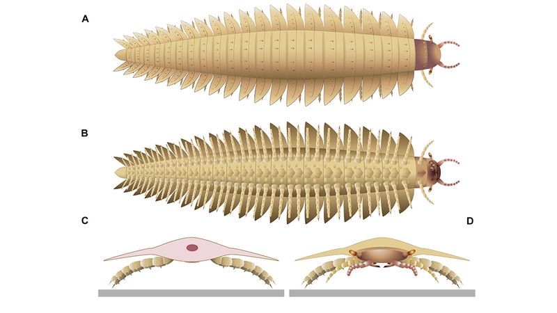 illustration of Arthropleura, a millipede-centipede like insect