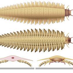 illustration of Arthropleura, a millipede-centipede like insect