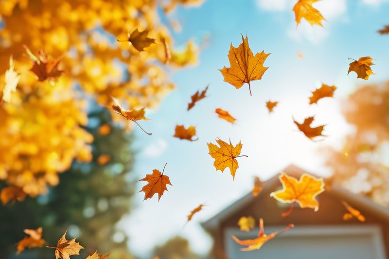 yellow maple leaves falling on a sunny day