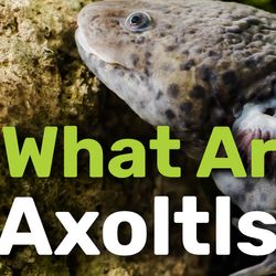 Pair of Axolotl relaxing together in the bottom of Xochimilco lake in Mexico City