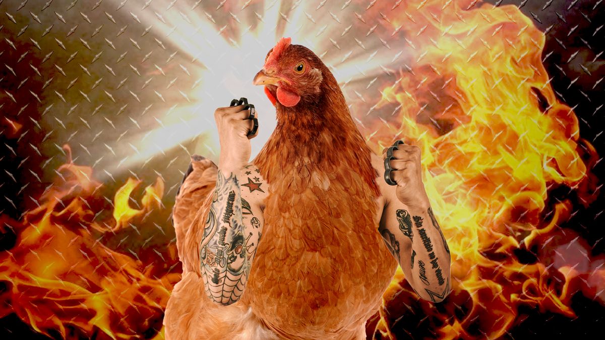 Badass chicken with tattoos and knuckle dusters. Don't mess with her.