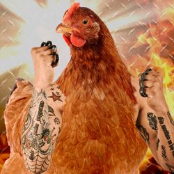 Badass chicken with tattoos and knuckle dusters. Don't mess with her.