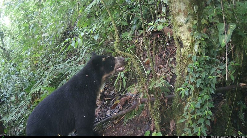 An Andean bear in woodland.