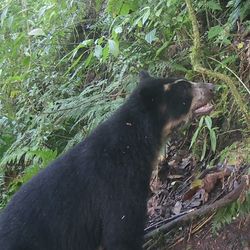 An Andean bear in woodland.