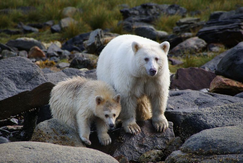 photograph of an adult spirit bear with a cub