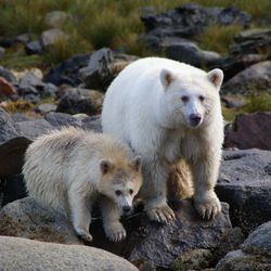 photograph of an adult spirit bear with a cub