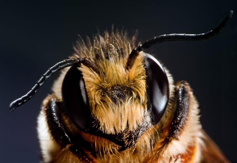 close up of a honeybee