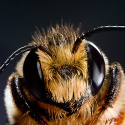 close up of a honeybee