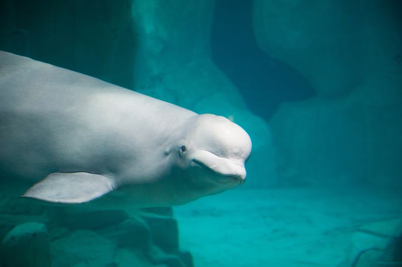 white beluga whale swimming in an aquarium