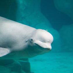 white beluga whale swimming in an aquarium