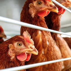 High quality closeup photo of Isa brown hens in poultry farm. 