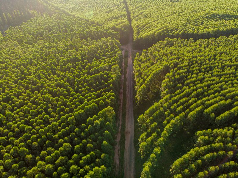 Birds-eye photo of a eucalyptus plantation in Brazil