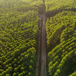 Birds-eye photo of a eucalyptus plantation in Brazil