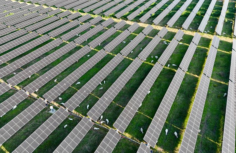 Birds-eye view of sheep grazing between solar panels