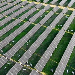 Birds-eye view of sheep grazing between solar panels