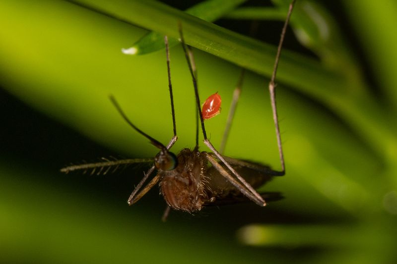 black-tailed mosquito upside down on a blade of grass