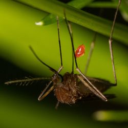 black-tailed mosquito upside down on a blade of grass