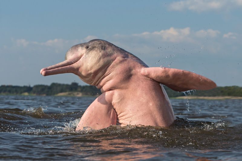 The Amazon river dolphin (Inia geoffrensis), also known as the boto, jumping out of the Amazon river water.