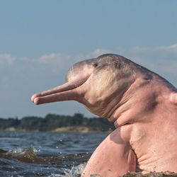 The Amazon river dolphin (Inia geoffrensis), also known as the boto, jumping out of the Amazon river water.