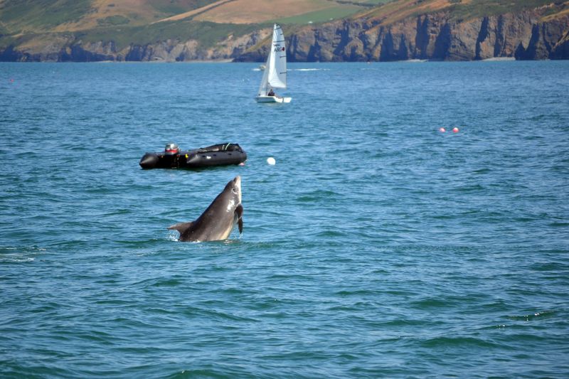 bottlenose dolphin leaping out of surface of the sea, with a dinghy and a sailing boat visible further away