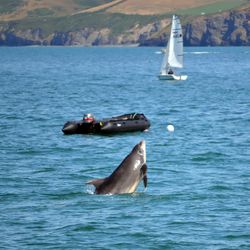 bottlenose dolphin leaping out of surface of the sea, with a dinghy and a sailing boat visible further away