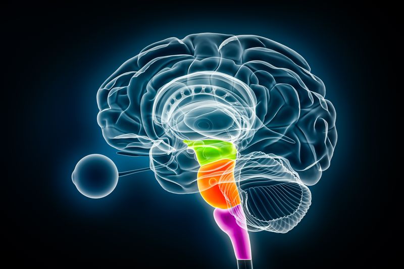 3D rendering of a brain connected to an eye facing to the left; the midbrain, pons, and medulla oblongata are highlighted in green, orange and pink